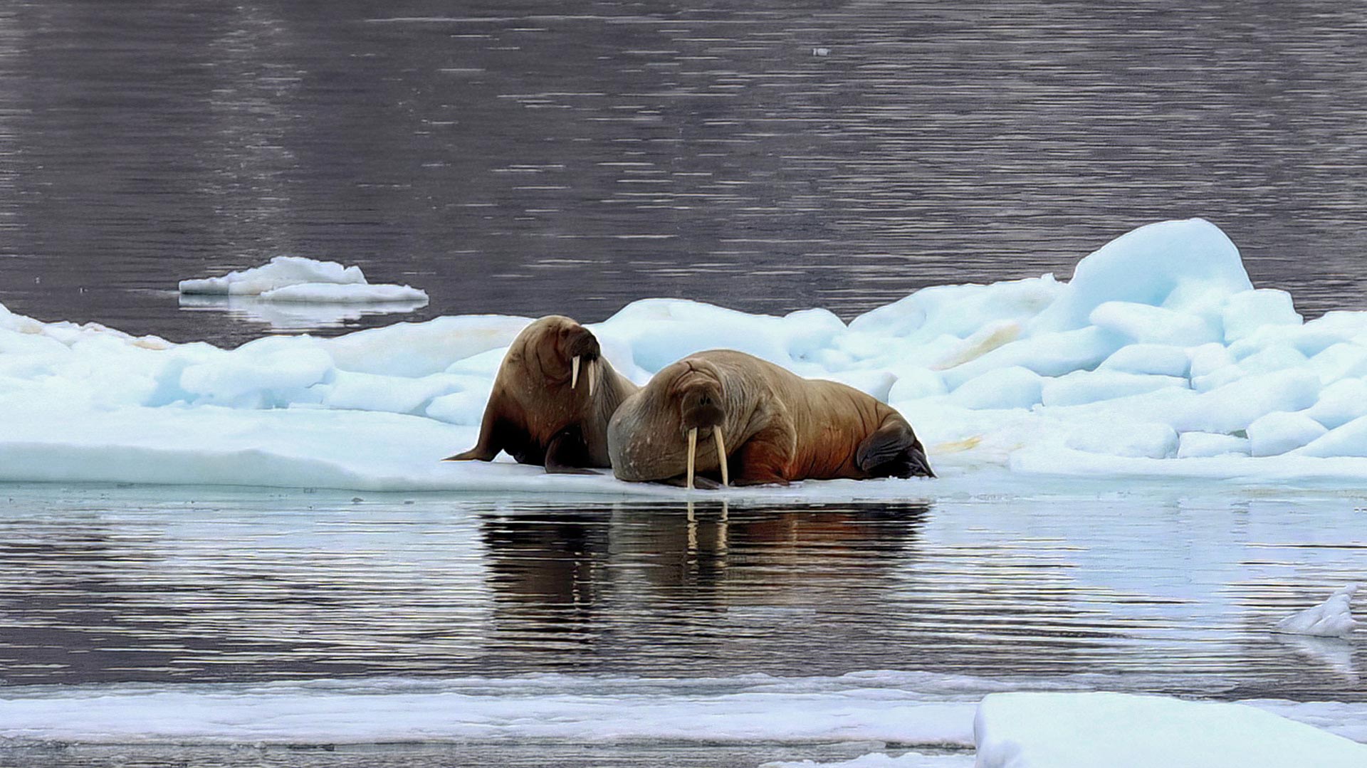Expedition Cruise to Svalbard Part 10 Heleysundet through the